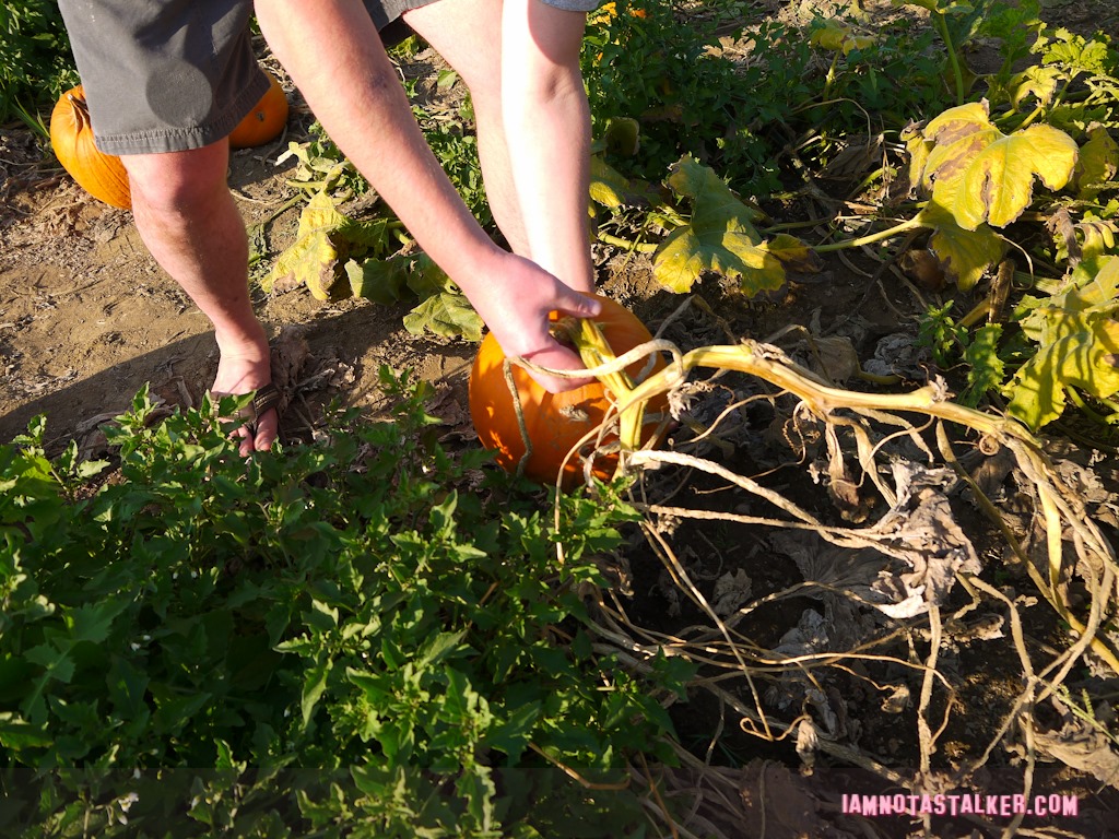 Live Oak Canyon Pumpkin Patch (35 of 38)