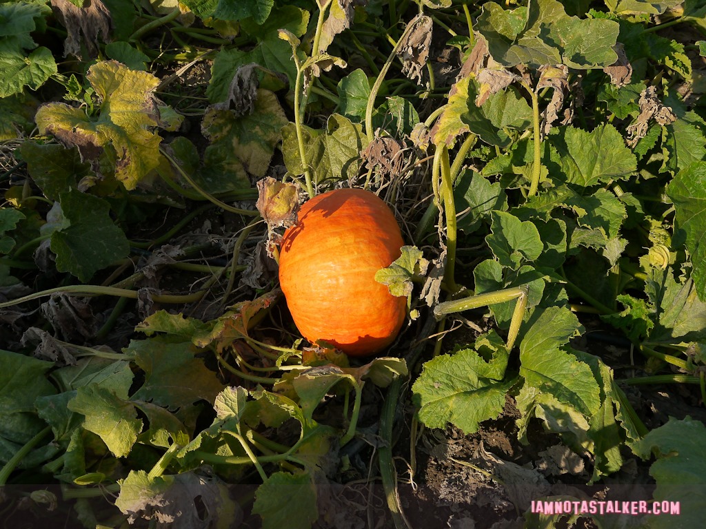 Live Oak Canyon Pumpkin Patch (30 of 38)