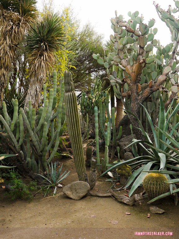 Moorten Botanical Garden from Rescue 911-1130173 Moorten Botanical Garden from Rescue 911-1130173