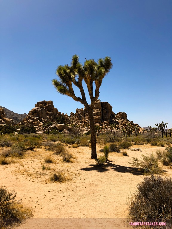 Joshua Tree (1 of 1) Joshua Tree (1 of 1)